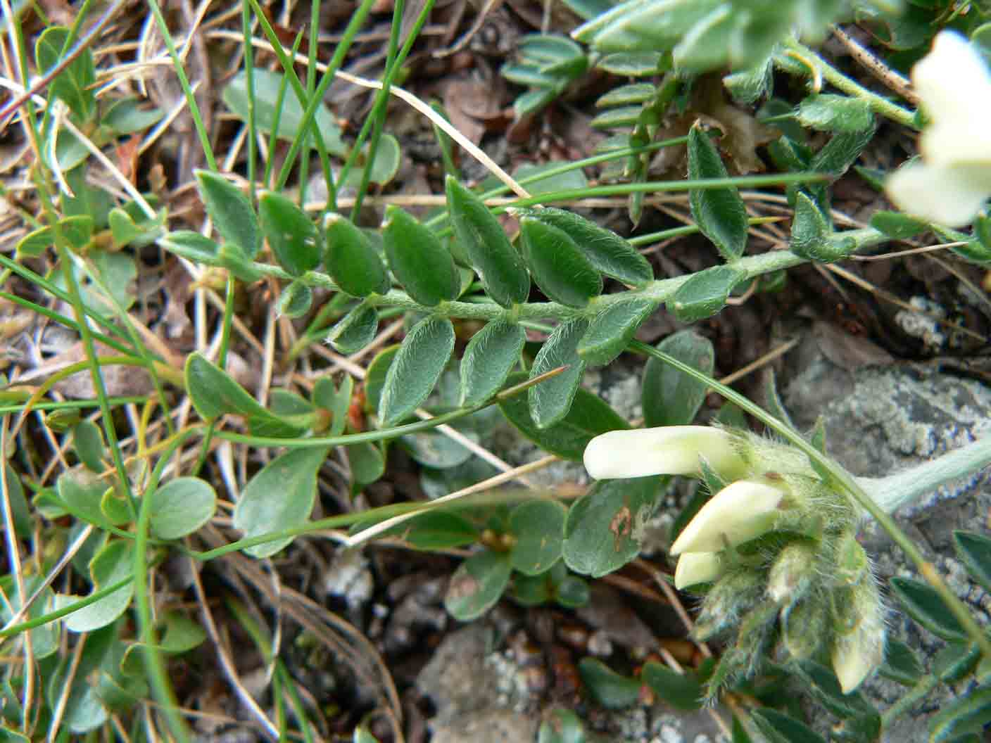 Oxytropis campestris / Astragalo villoso